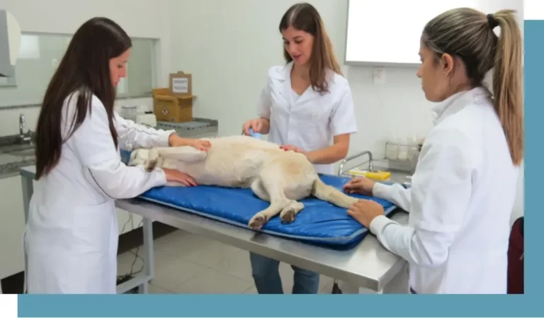 Três médicas veterinárias do Instituto VetSociety aplicam técnicas de fisioterapia em cão deitado em maca